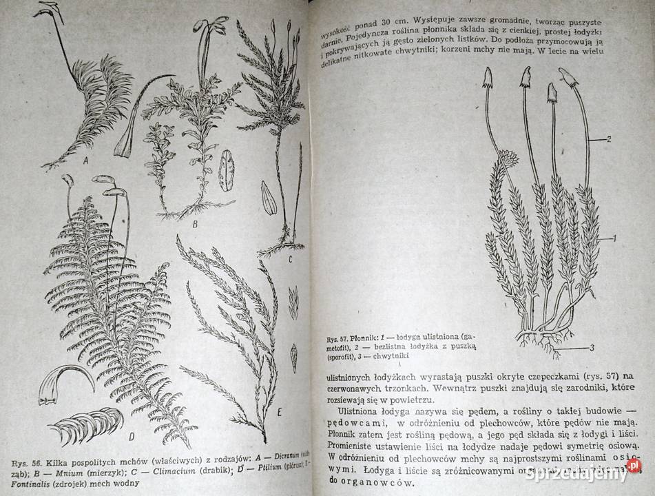 Botanika Jan Radomski Stanisław Tołpa miękka Pozostałe lubelskie Chełm