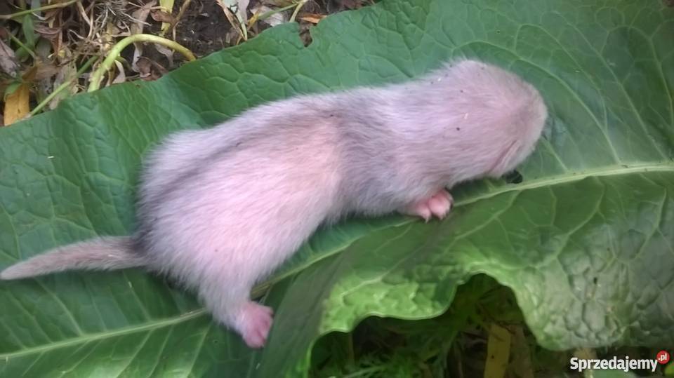 młode fretki Miejsce Piastowe sprzedam