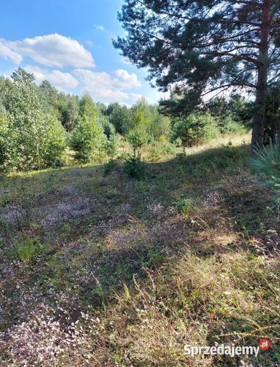 Działka 8400m2 gmina Dobrzyniewo Duże 80zł/m2 sprzedam