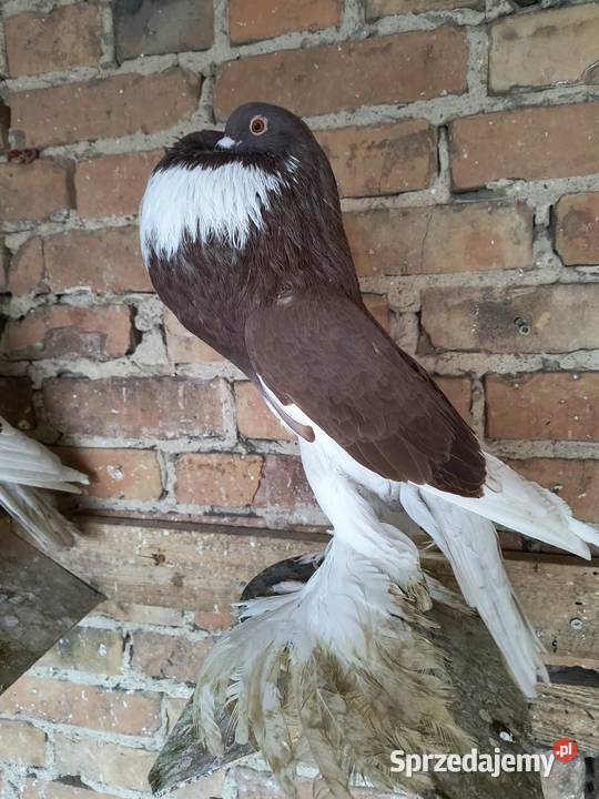 Garlacz pomorski samiec Lubiechowo