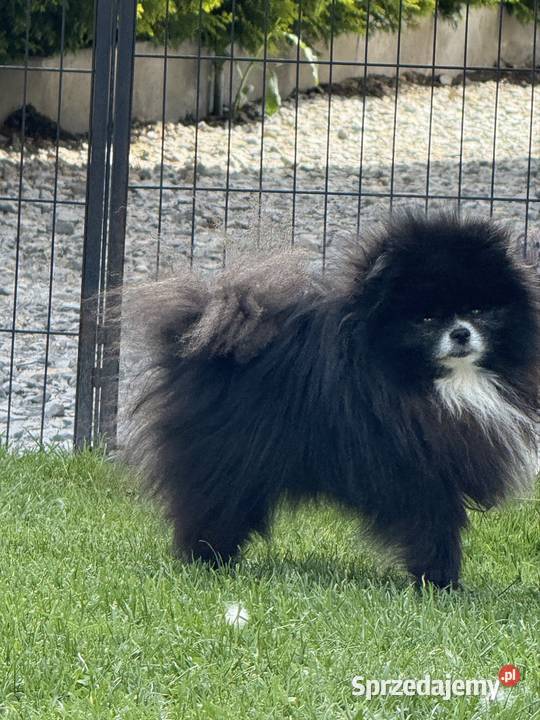 Szpic pomeranian Karl Poniszowice
