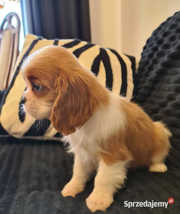 Cavalier sunia z czteropokoleniowym rodowodem śląskie Żarki