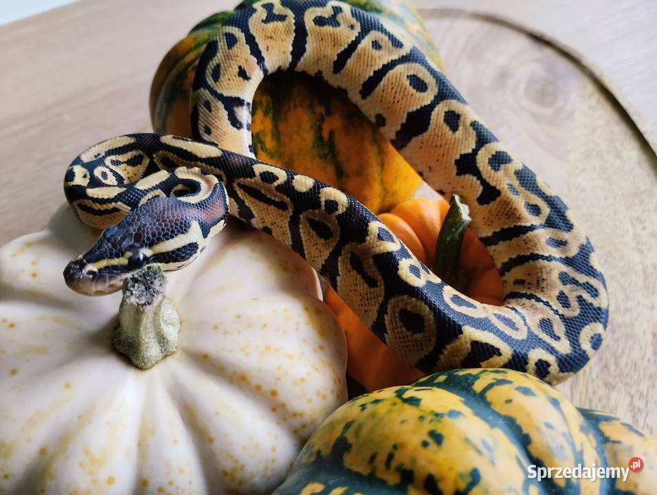 Pyton królewski węże Elbląg