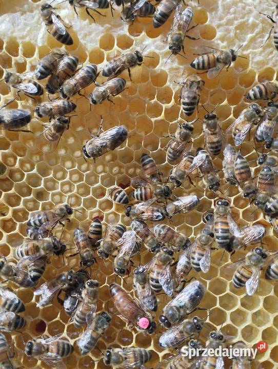 Matki pszczele unasiennione pomorskie