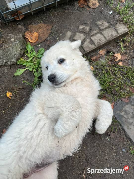 Owczarki podhalańskie Zdziarzec