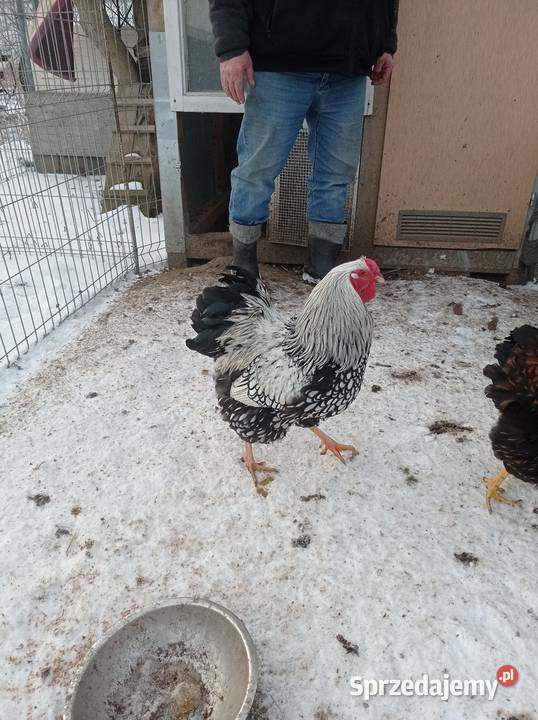 Stadko Wyandotte srebrnołuskowane Drób i ptactwo Turobin sprzedam