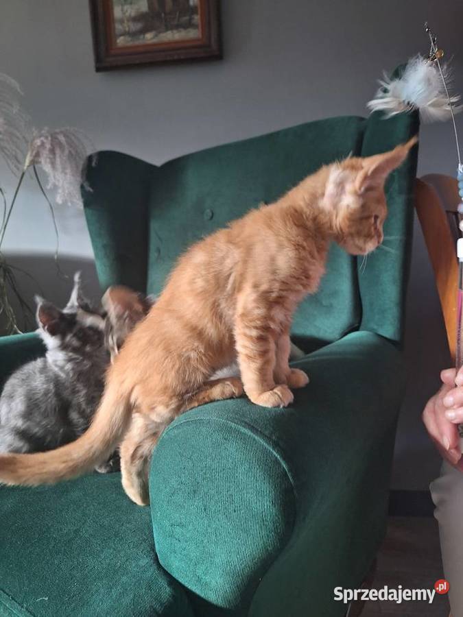 Piękny rudy Maine coon Żurawia