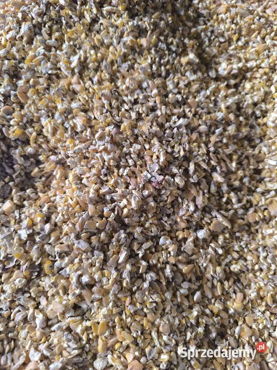 Kukurydza gnieciona pasza śruta podkarpackie Bobrowa