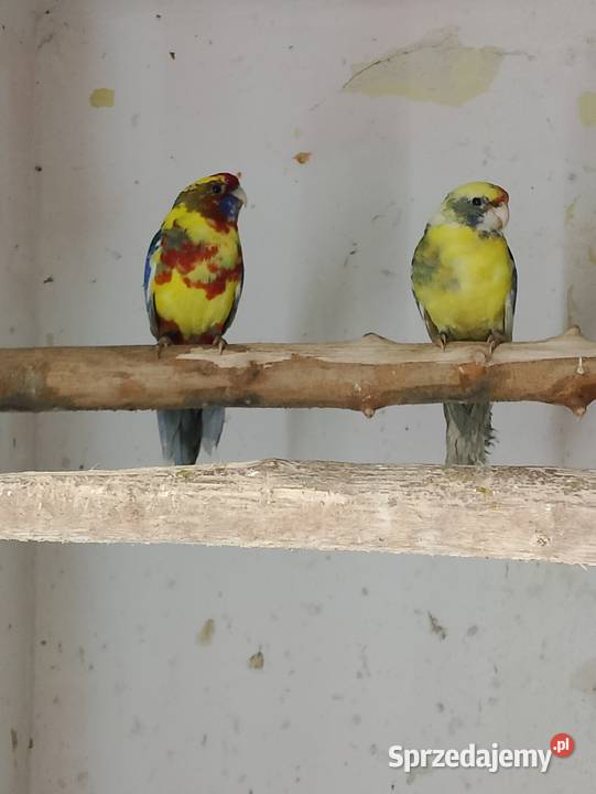 Rozelle szeki Strzeleczki