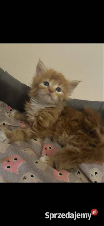 Kocurek Maine coon Grudziądz sprzedam