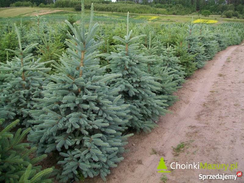 Plantacja świerka srebrnego choinki cięte kopane Nidzica sprzedam