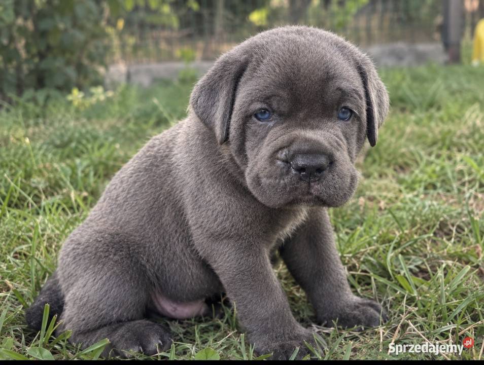 Cane Corso Italiano szczenięta łódzkie Kutno