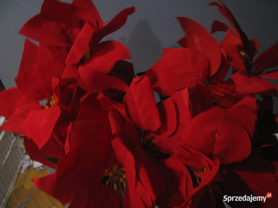 Nowe gwiazda betlejemska świąteczna Dekoracje i ozdoby Włocławek