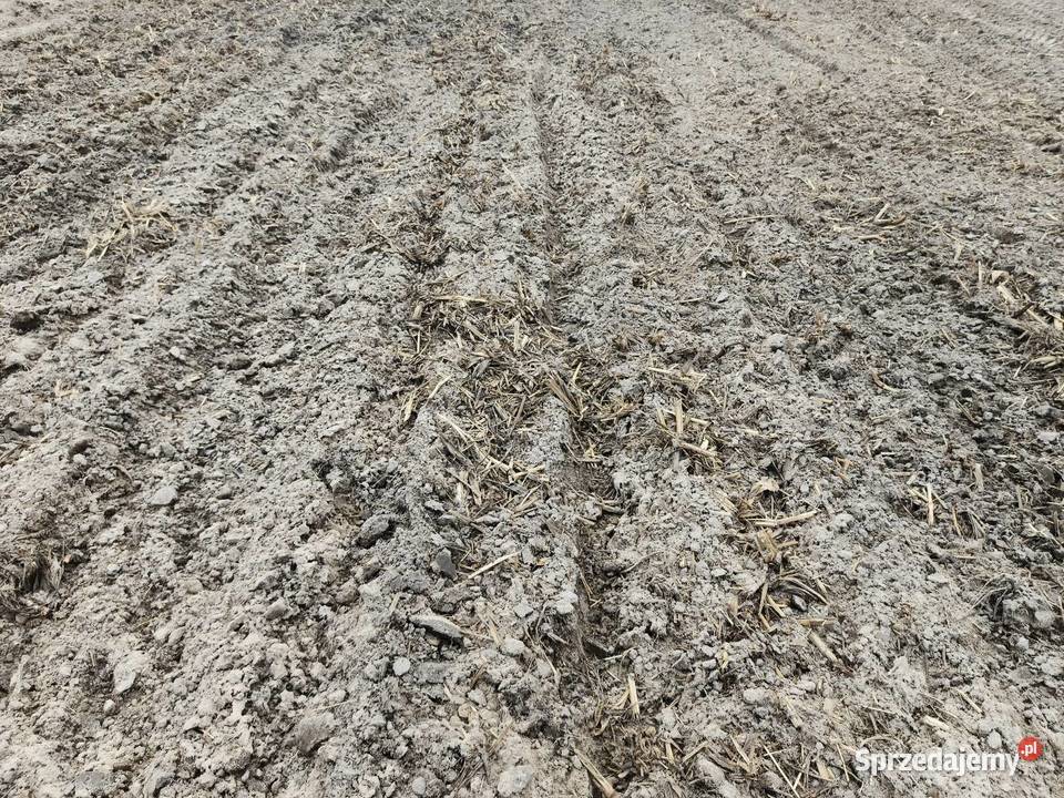 Brona talerzowa Unia Grudziądz Brony lubelskie Tomaszów Lubelski