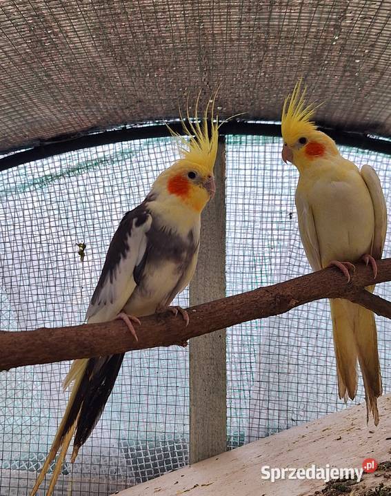 Papugi faliste rasowe i Nimfy Wystawowe lubuskie