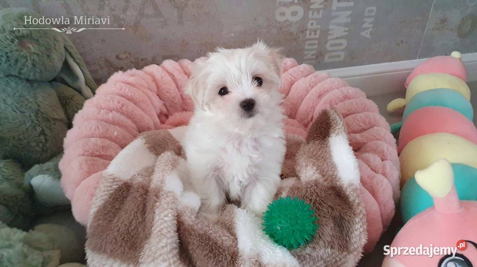 Maltańczyk sunia ZHPR UCI Mierczyce