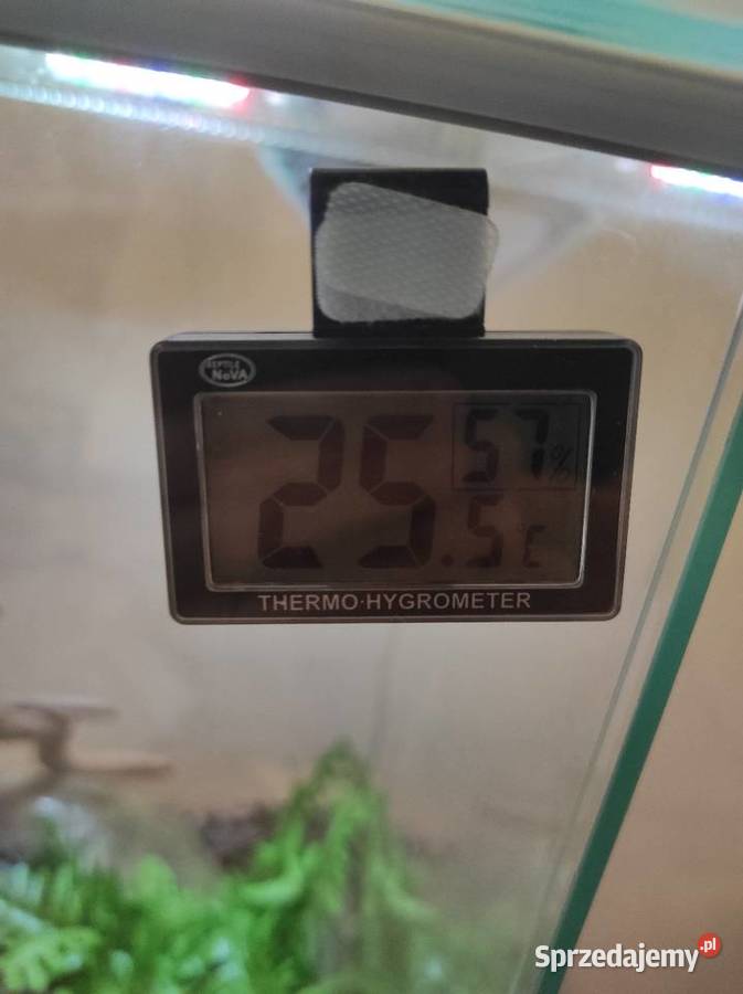 Pyton królewski z terrarium samiec lubelskie Lublin sprzedam