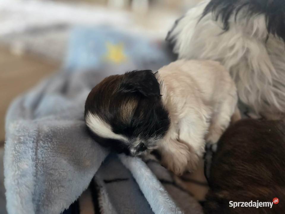 Sprzedam psa Shih tzu