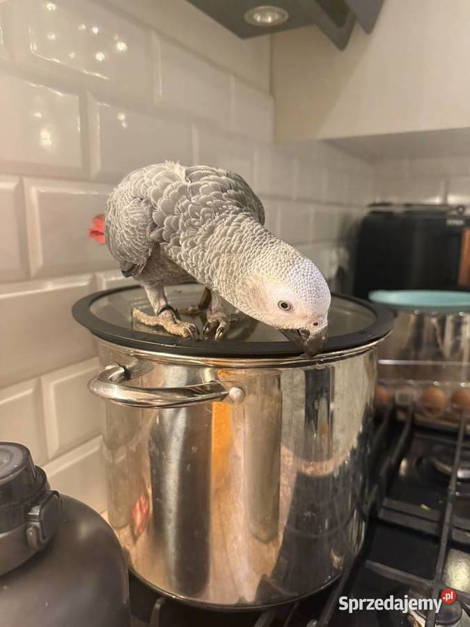 Papuga żako samiec Kraków sprzedam