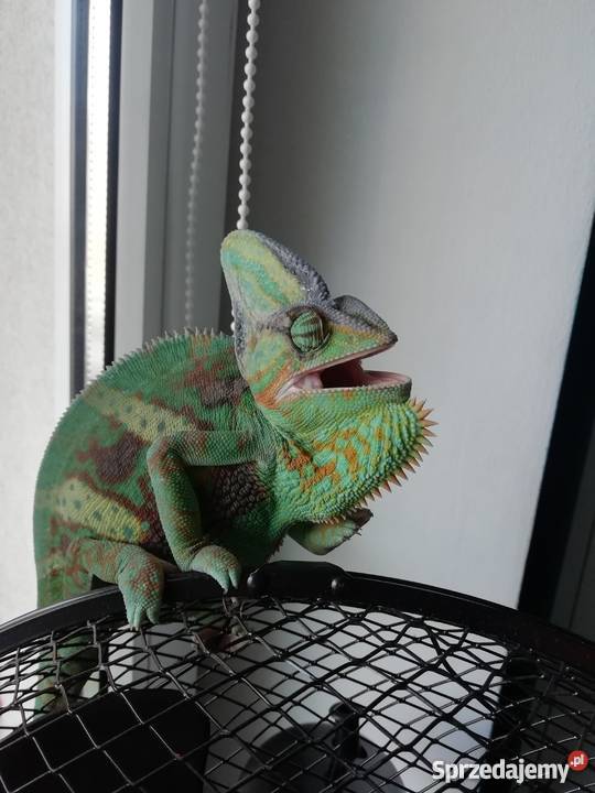 Kameleon Jemeński samiec w pełni wyposażone Lublin