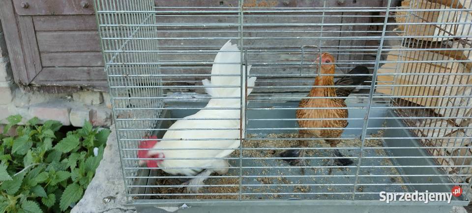 Kury karzełki liliputy Drób i ptactwo