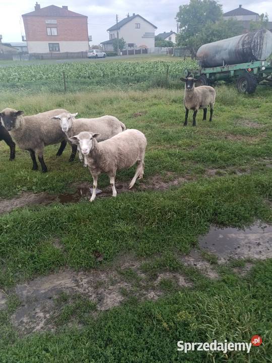 Sprzedam owce i baranki Kolonia Lipnik sprzedam
