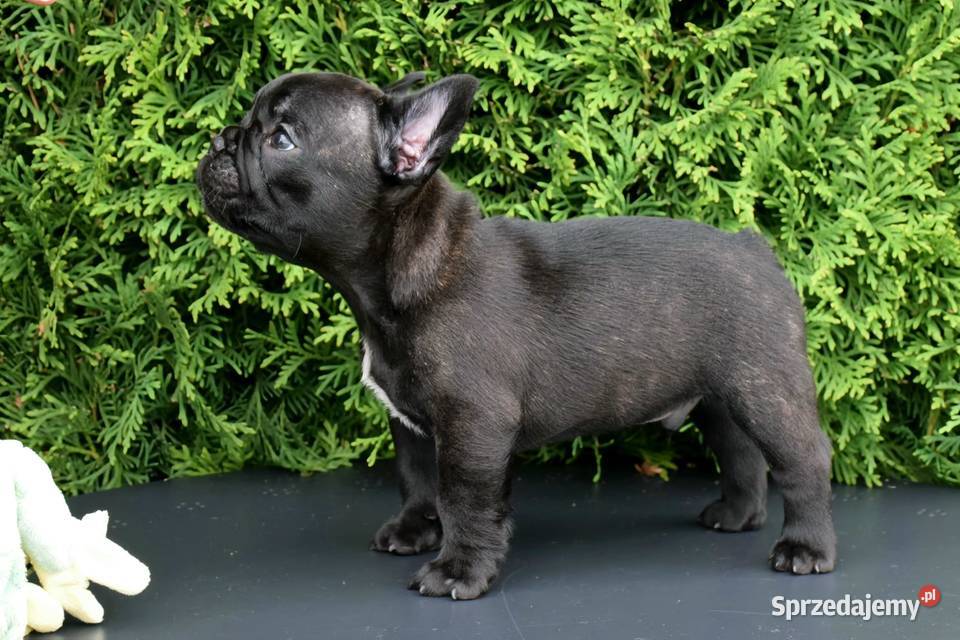 Piękne szczenięta buldoga mazowieckie