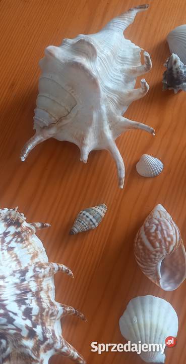 Muszle muszelki kolekcja 26 sztuk Małkinia Górna