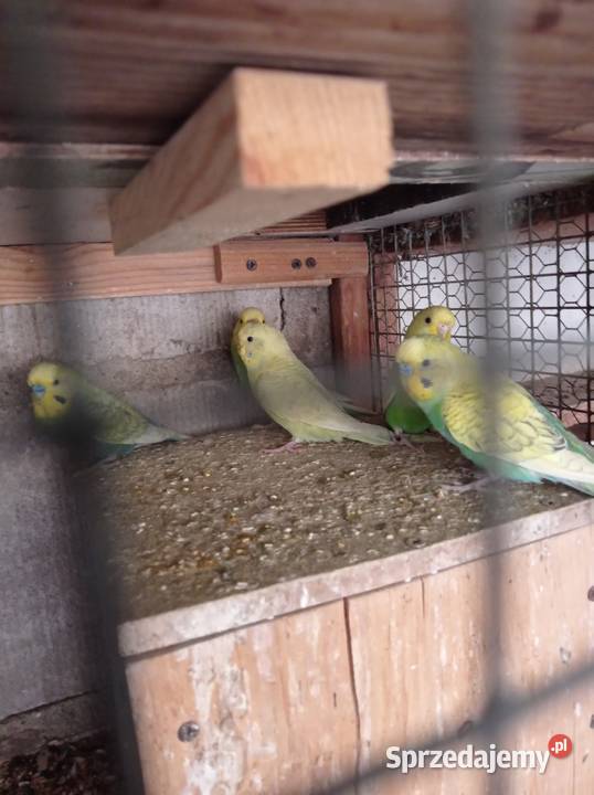 Papugi faliste Kobylin