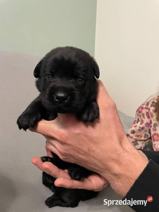 Szczeniak Labrador Retriever Gostyń