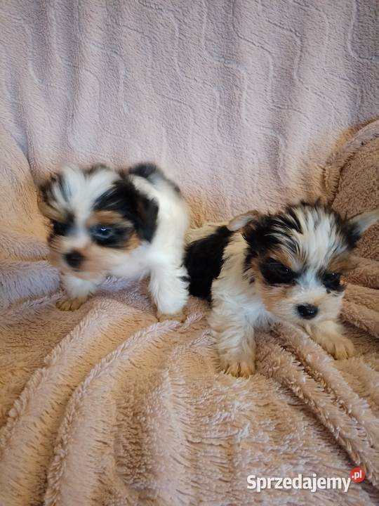 Sprzedam sunie Yorkshire Terrier Bewer
