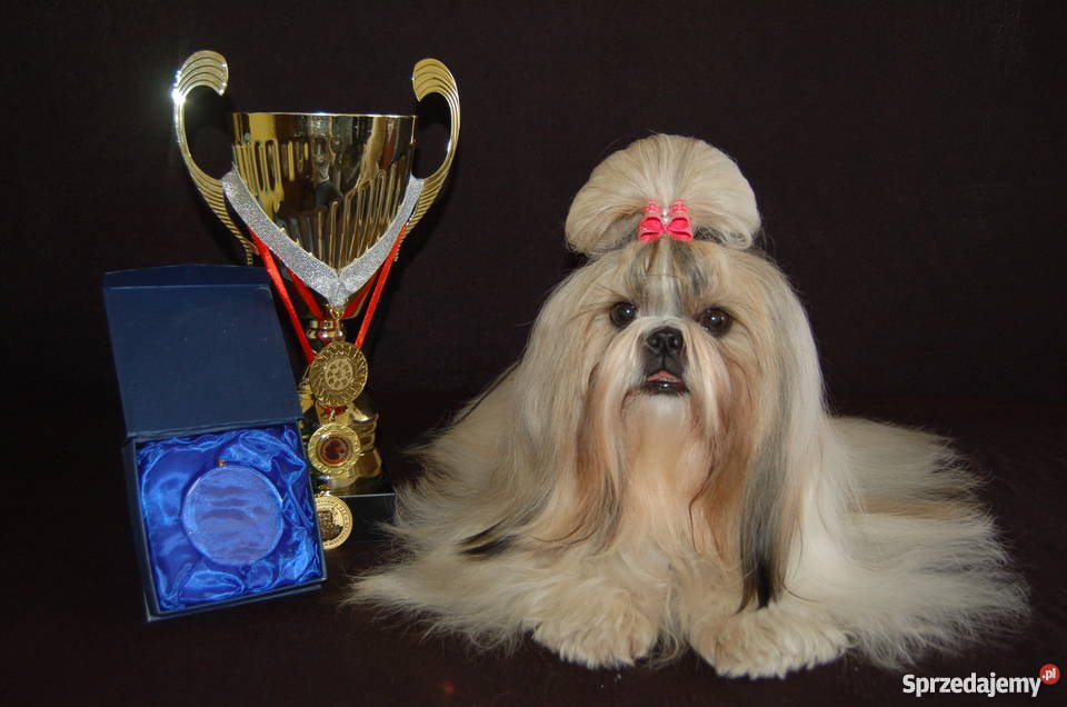 Sprzedam piękną wystawową suczkę Shih Tzu świętokrzyskie Kielce