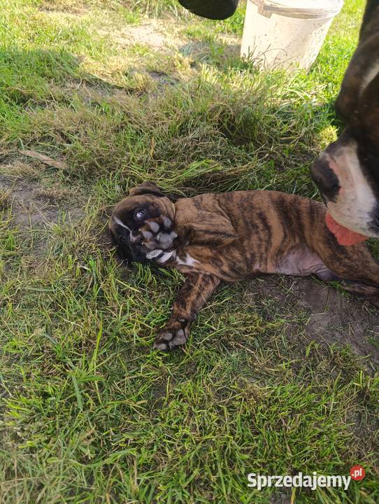 Suczka bokser Łęczna