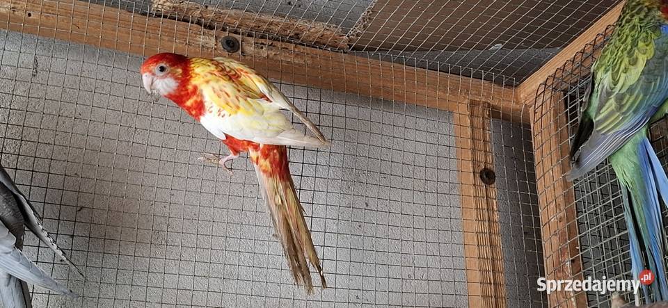 Rozella Białolica 2025 Częstochowa