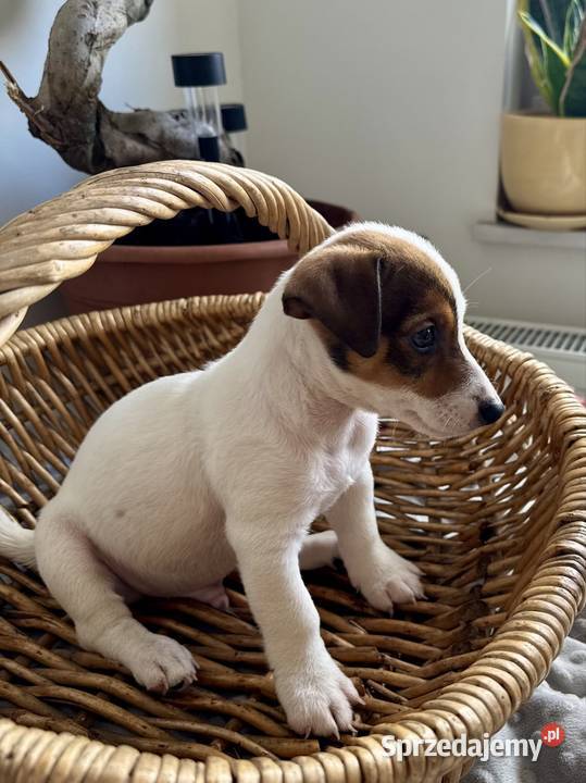 Rasowy Jack Russell Terrier ARTHOR z rodowodem Poznań