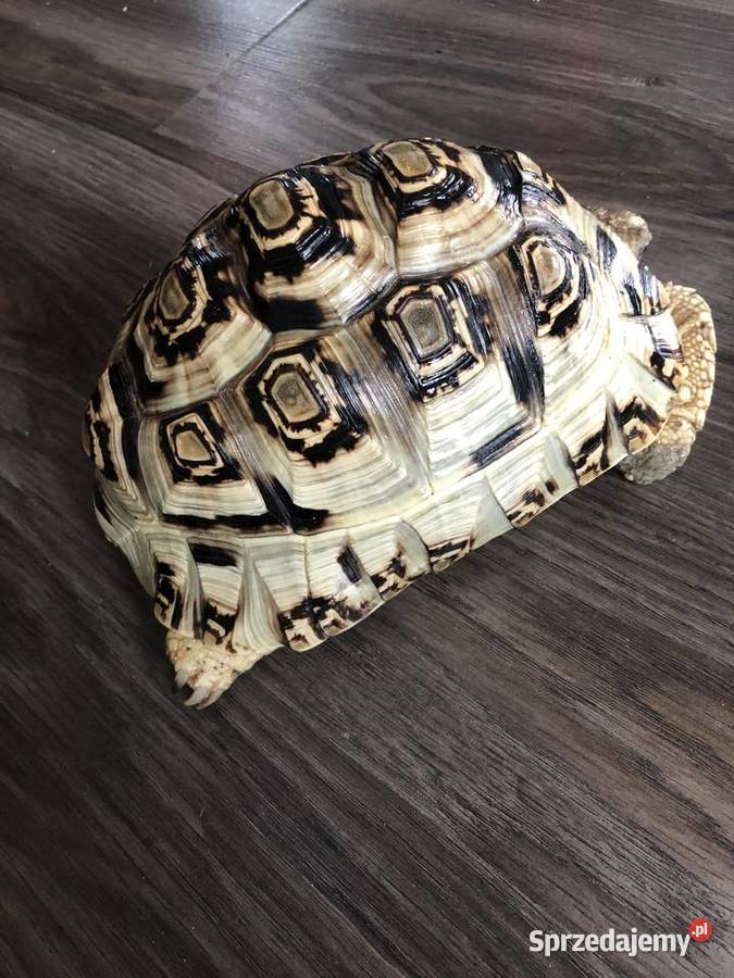 Żółw lamparci ok8 letni samiczka Gady i płazy lubelskie Lublin