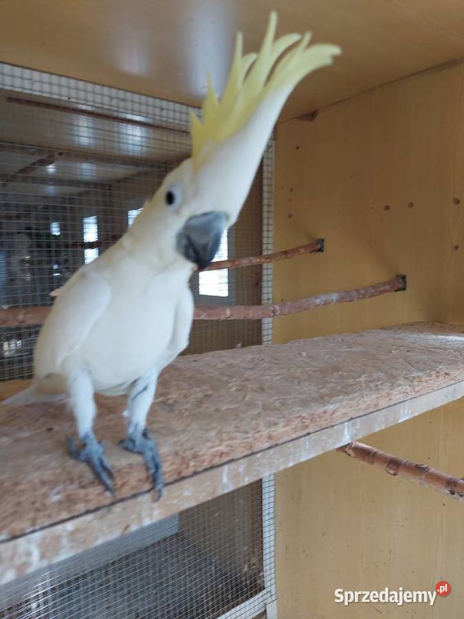 Kakadu żółtolica samiec oswojony Ryki sprzedam