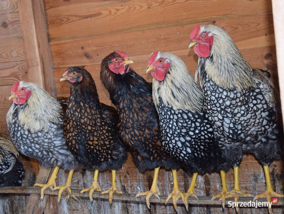 Koguty Wyandotte mazowieckie
