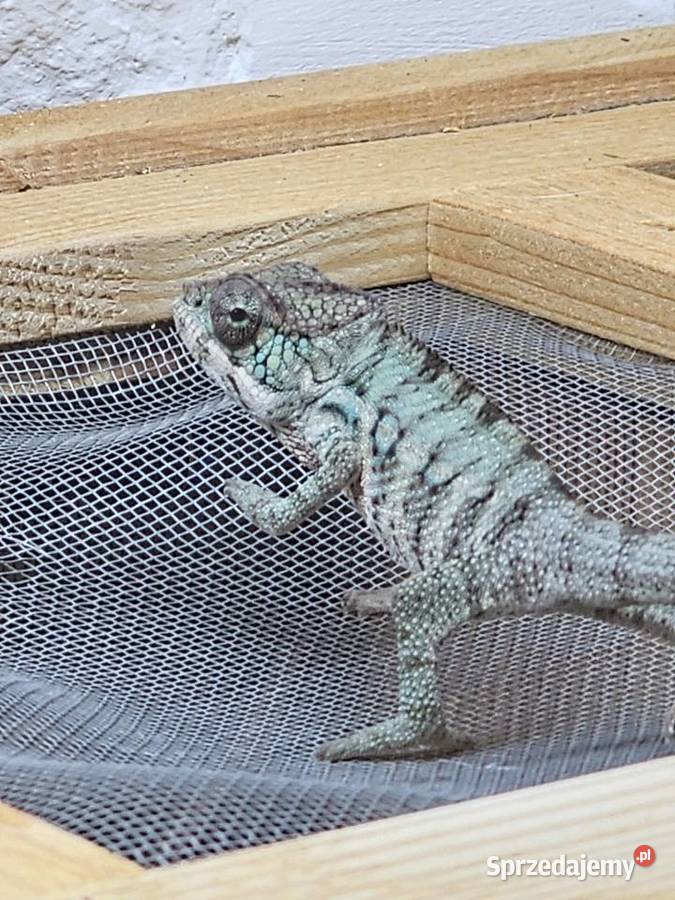 Kameleon lamparci Gady i płazy małopolskie sprzedam