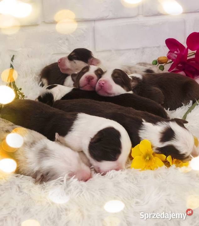 Border Collie szczenieta Drawno sprzedam