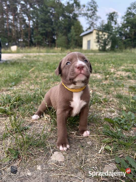 American Pit Bull Terrier suczka świętokrzyskie Sobków