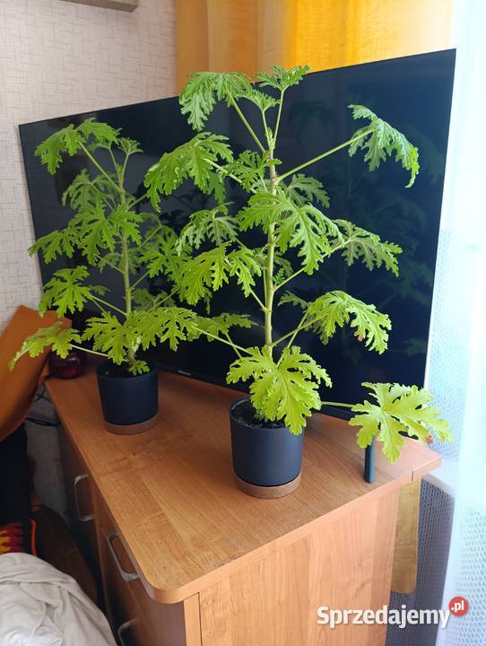 Geranium anginka cytrynka kwiatek doniczkowy zielony Kraków
