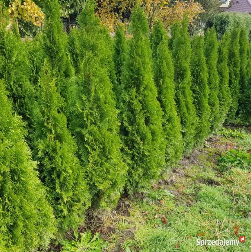 Szmaragd Tuje Thuje Tuja Krzewy Thuja Kraków sprzedam