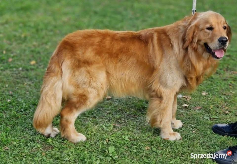 Zapowiedź miotu Golden Retriever ciemno złote Poręba