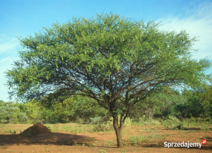 AKACJA NILOTICA Akacia Nilotica NASIONA 100g Lubanie