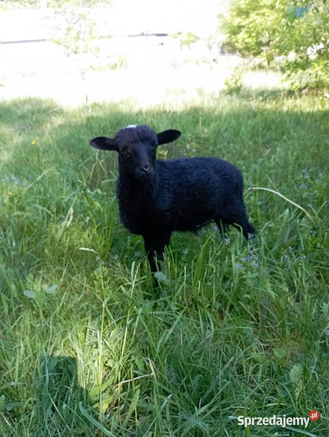 Baranek miniatura Quessant 4 miesiące Tuszyn sprzedam