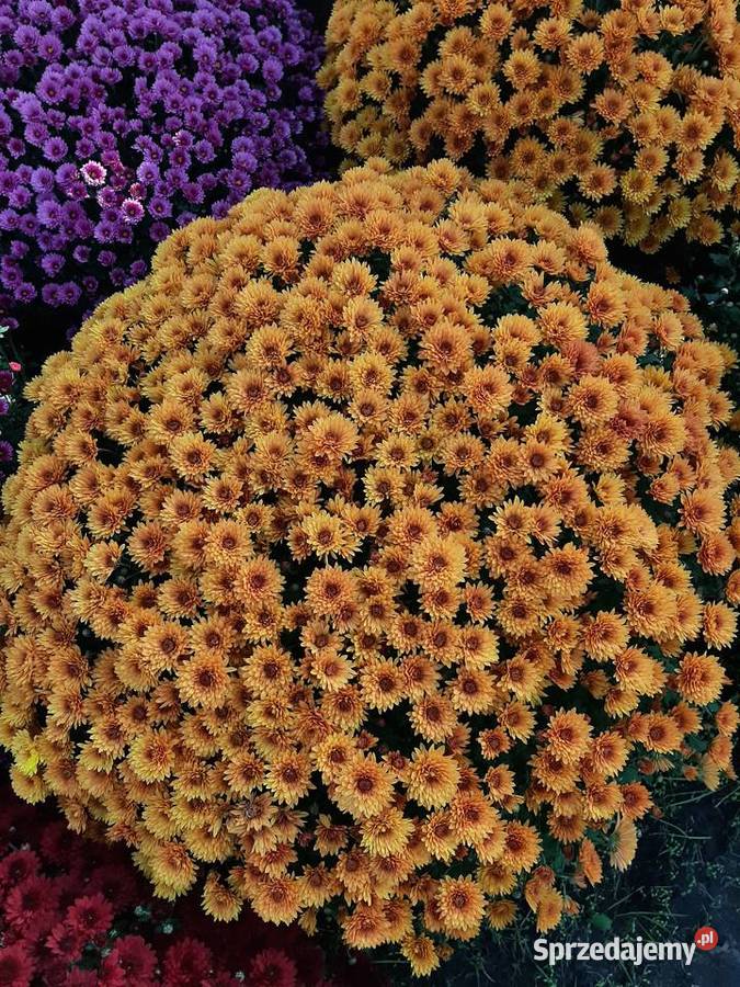 Chryzantemy cięte i doniczkowe mazowieckie Błonie