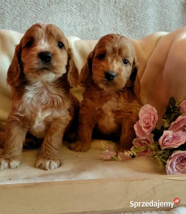 Cockapoo F1 pieski Spaniel Pudel Toruń sprzedam