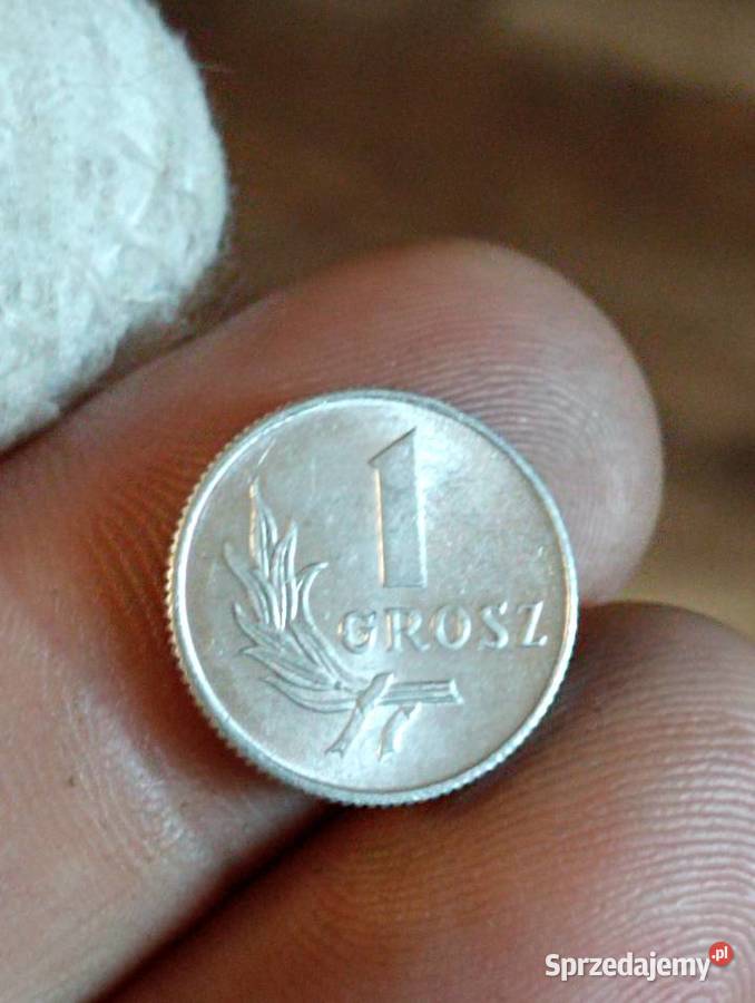 Sprzedam trzeci 1 grosz 1949 r bzm Chełm sprzedam