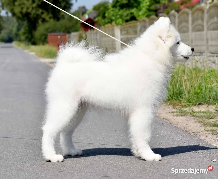 Samoyed szczeniak już do odbioru Sesto Senso łódzkie Zduńska Wola sprzedam